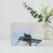 Kroes Nest in Ak Briefkaart (Staand voorkant)