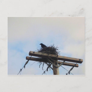 Kroes Nest in Ak Briefkaart