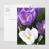 Kroesbloemen Briefkaart (Voorkant / Achterkant)