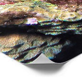 krokante steenvis poster (Hoek)