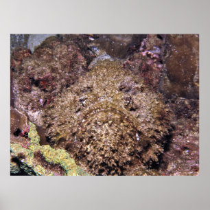 krokante steenvis poster