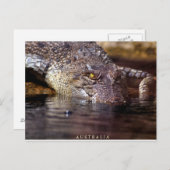 krokodil, A U S T R A L I A Briefkaart (Voorkant / Achterkant)