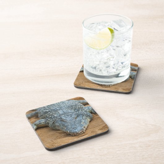 Krokodil Bier Onderzetter (Rechterzijde)