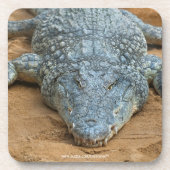 Krokodil Bier Onderzetter (Voorkant)
