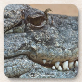 Krokodil Bier Onderzetter (Voorkant)