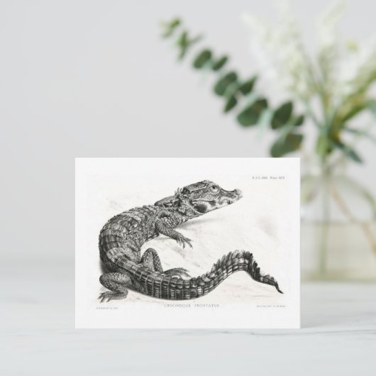 Krokodil Briefkaart (Staand voorkant)