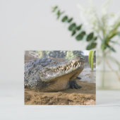 krokodil briefkaart (Staand voorkant)