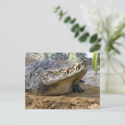 krokodil briefkaart (Staand voorkant)