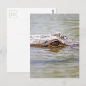 Krokodil Briefkaart (Voorkant / Achterkant)