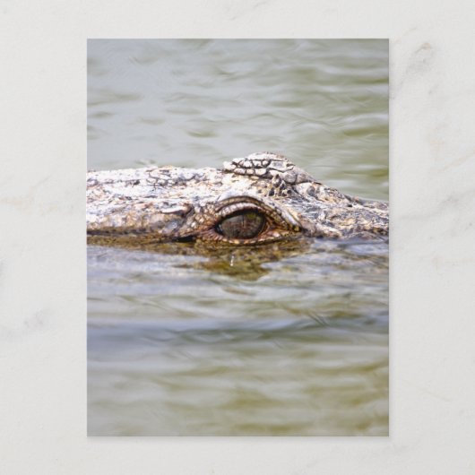 Krokodil Briefkaart (Voorkant)