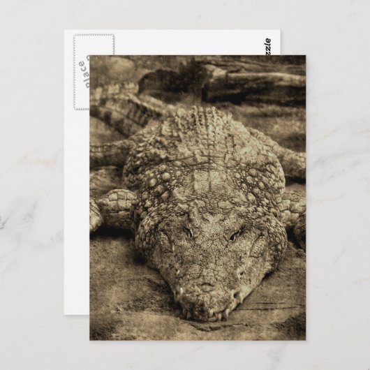 Krokodil Briefkaart (Voorkant / Achterkant)