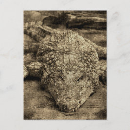 Krokodil Briefkaart