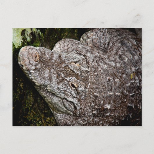 Krokodil Briefkaart (Voorkant)