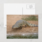 Krokodil Briefkaart (Voorkant / Achterkant)