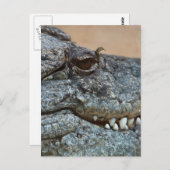 Krokodil Briefkaart (Voorkant / Achterkant)
