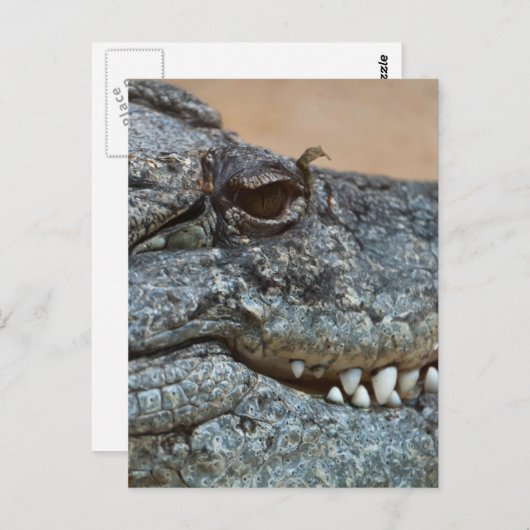 Krokodil Briefkaart (Voorkant / Achterkant)