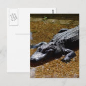 Krokodil Briefkaart (Voorkant / Achterkant)