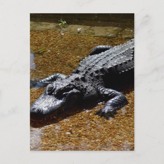 Krokodil Briefkaart (Voorkant)