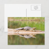 Krokodil Briefkaart (Voorkant / Achterkant)