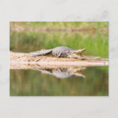 Krokodil Briefkaart (Voorkant)