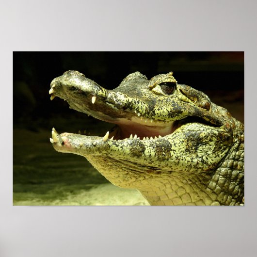 Krokodil / Crocodile Poster (Voorkant)
