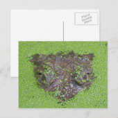Krokodil Eyes Peking out Water Briefkaart (Voorkant / Achterkant)