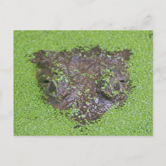 Krokodil Eyes Peking out Water Briefkaart (Voorkant)