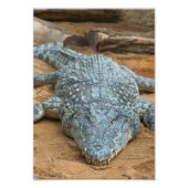 Krokodil Foto Afdruk (Voorkant)