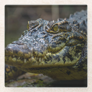 krokodil glazen onderzetter