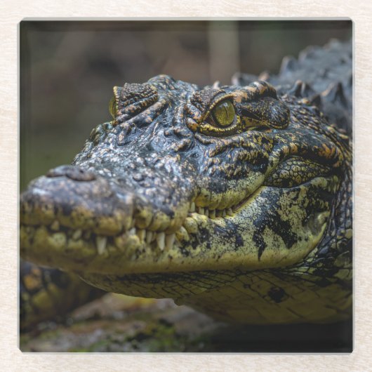 krokodil glazen onderzetter (Voorkant)
