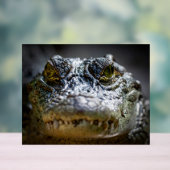 krokodil in water acryl bord (Neutraal)