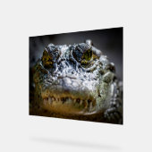 krokodil in water acryl bord (Hoek)