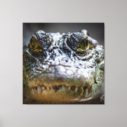 krokodil in water canvas afdruk (Voorkant)