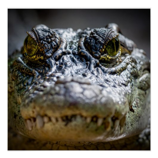 krokodil in water perfect poster (Voorkant)