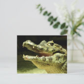 Krokodil/Krokodil Briefkaart (Staand voorkant)