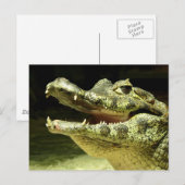 Krokodil/Krokodil Briefkaart (Voorkant / Achterkant)