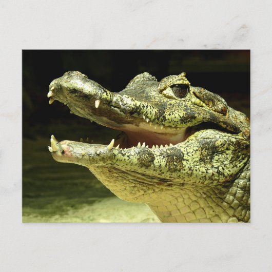 Krokodil/Krokodil Briefkaart (Voorkant)