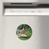 Krokodil Magneet (Insitu (Vaatwasser))