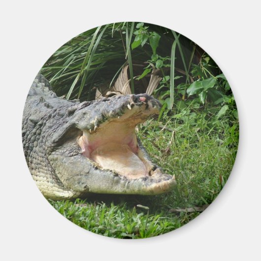 Krokodil Magneet (Voorkant)