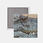 Krokodil Magneet (Voorkant / Achterkant)