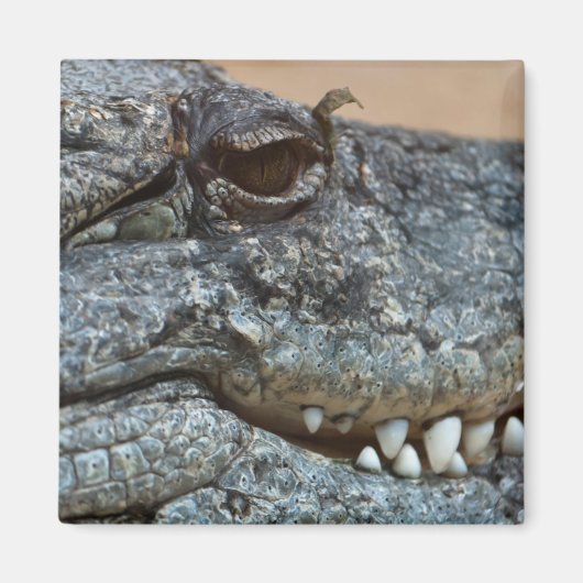 Krokodil Magneet (Voorkant)