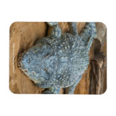 Krokodil Magneet (Horizontaal)