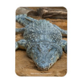 Krokodil Magneet (Verticaal)