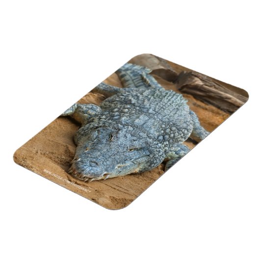 Krokodil Magneet (Linkerzijde)