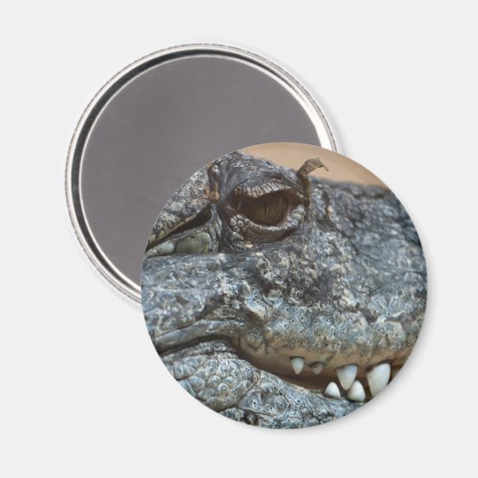 Krokodil Magneet (Voorkant / Achterkant)