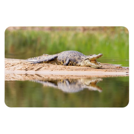 Krokodil Magneet (Horizontaal)