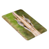 Krokodil Magneet (Rechterzijde)