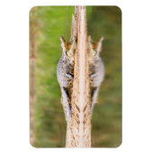 Krokodil Magneet (Verticaal)