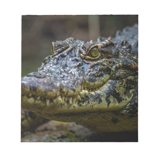 Krokodil Notitieblok (Voorkant)