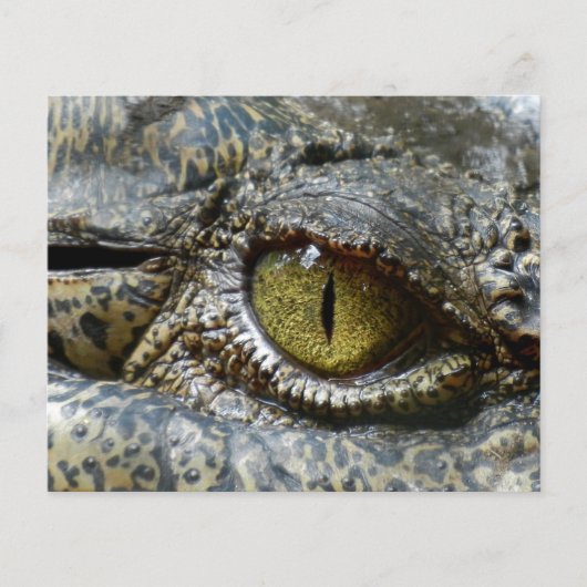 krokodil oog gezicht dier aangepast personaliseren flyer (Voorkant)